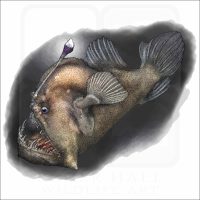 Black Seadevil illustration