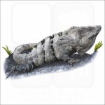 Black Spiny-Tailed Iguana illustration
