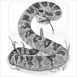 Black-Tailed Rattlesnake