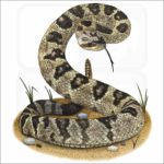 Black-Tailed Rattlesnake illustration