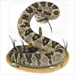 Black-Tailed Rattlesnake illustration