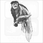 Black-and-white colobus