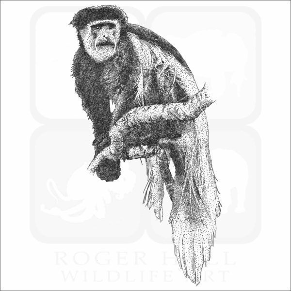 Black-and-white colobus