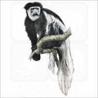 Black-and-white colobus illustration