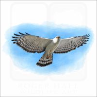 Black & White Hawk Eagle illustration