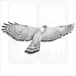 Black & White Hawk Eagle