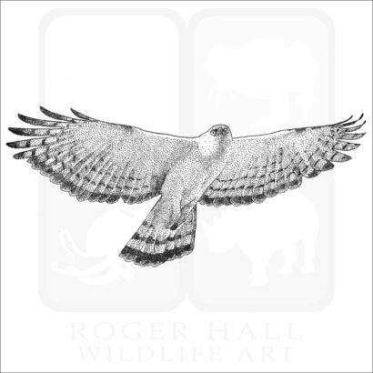 Black & White Hawk Eagle