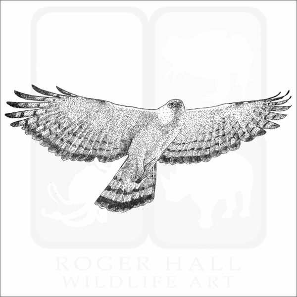 Black & White Hawk Eagle