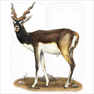 Blackbuck or Indian Antelope illustration