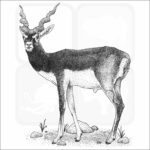 Blackbuck