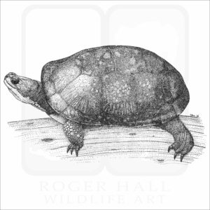 Blanding's Turtle