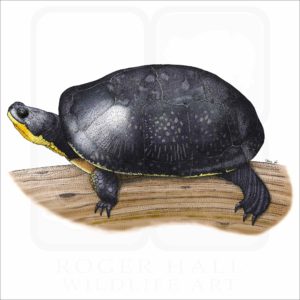 Blanding's Turtle illustration