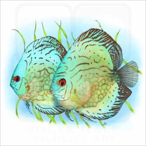 Blue Discus Fish illustration