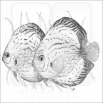 Blue Discus Fish