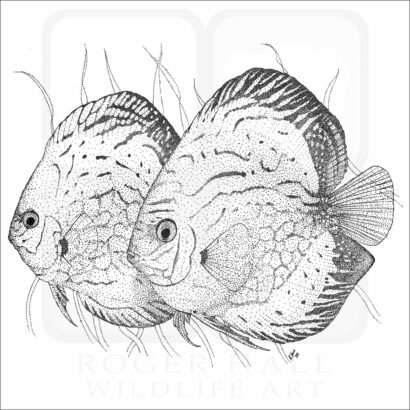 Blue Discus Fish