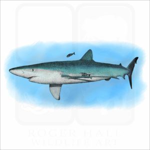 Blue Shark illustration