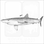 Blue Shark
