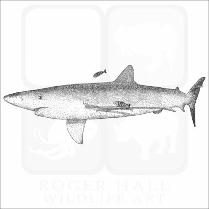 Blue Shark
