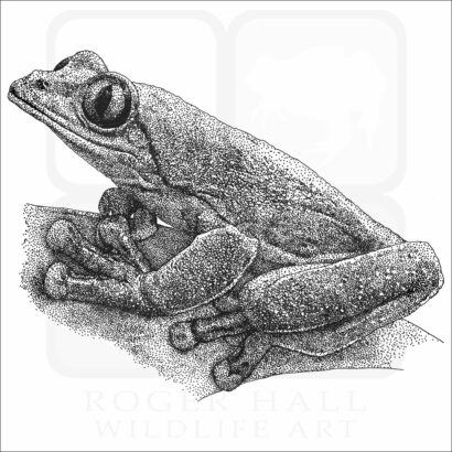Blue-Sided Tree Frog