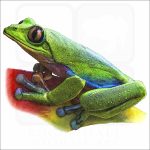 Blue-Sided Tree Frog illustration