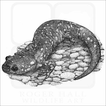 Blue-Spotted Salamander