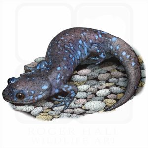 Blue-Spotted Salamander illustration