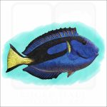 Blue Tang illustration