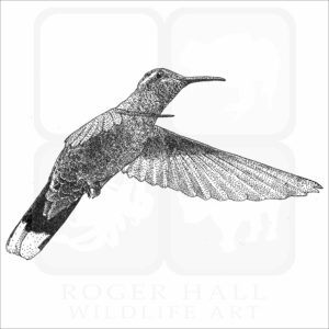 Blue-Throated Hummingbird