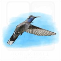 Blue-Throated Hummingbird illustration