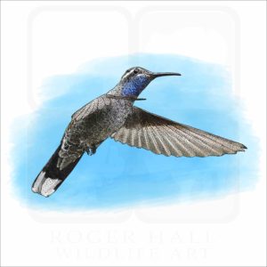 Blue-Throated Hummingbird illustration
