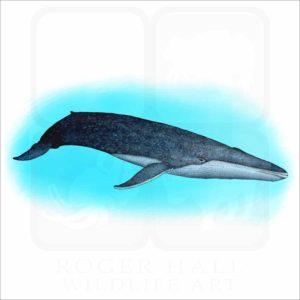 Blue Whale illustration