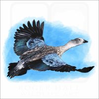Blue-Winged Goose illustration