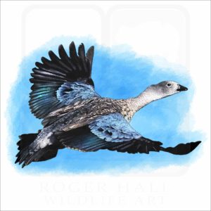 Blue-Winged Goose illustration