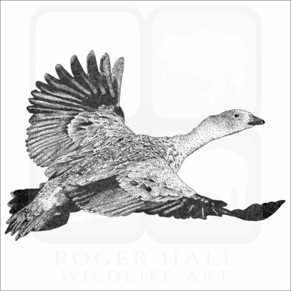 Blue-Winged Goose
