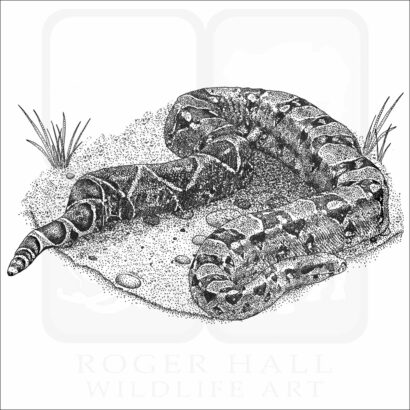 Boa Constrictor