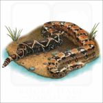 Boa Constrictor illustration