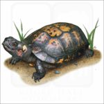 Bog Turtle illustration