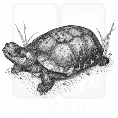 Bog Turtle