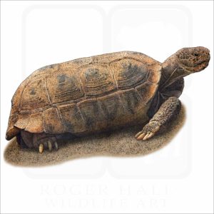 Bolson Tortoise illustration
