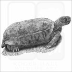 Bolson Tortoise