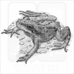 Boreal Chorus Frog