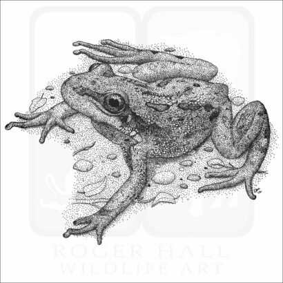 Boreal Chorus Frog