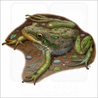 Boreal Chorus Frog illustration