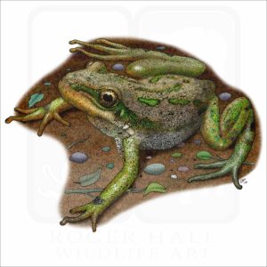Boreal Chorus Frog illustration