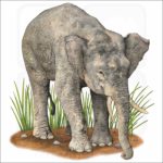 Borneo Pygmy Elephant illustration
