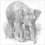 Borneo Pygmy Elephant