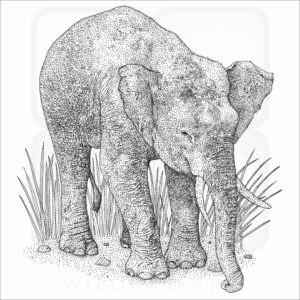 Borneo Pygmy Elephant