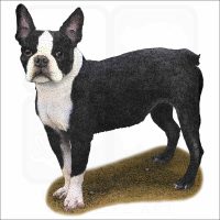 Boston Terrier illustration