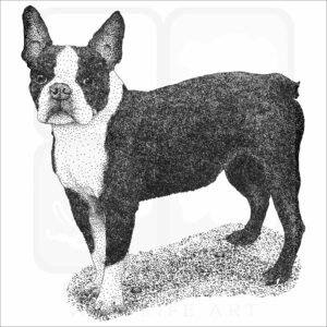 Boston Terrier