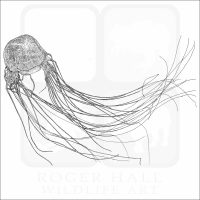 Box Jellyfish